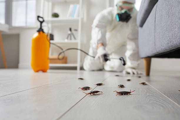 Affordable Termite Control solutions in Seminole, TX